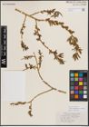 Foto von Salix eriocephala var. watsonii (Bebb) Dorn